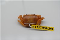 藏品(黃灰澤蟹)的圖片